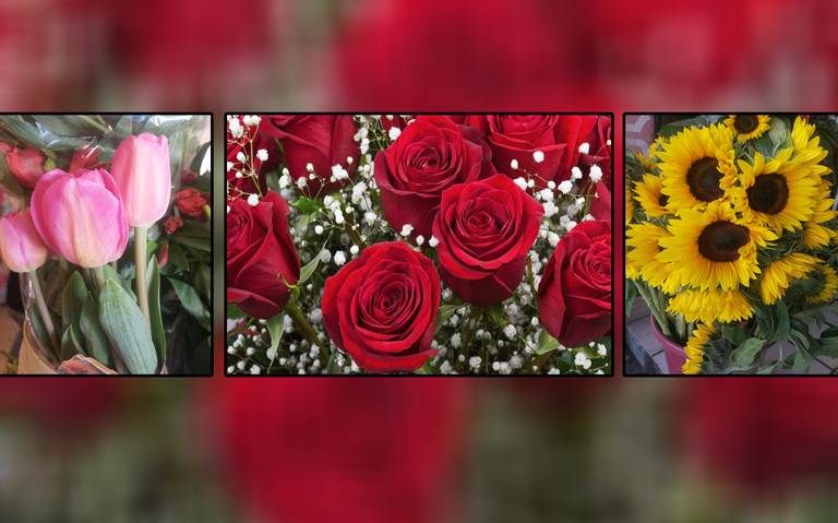 Entre los regalos más vendidos: Rosas, girasoles y tulipanes - El Sol de  Salamanca | Noticias Locales, Policiacas, de México, Guanajuato y el Mundo