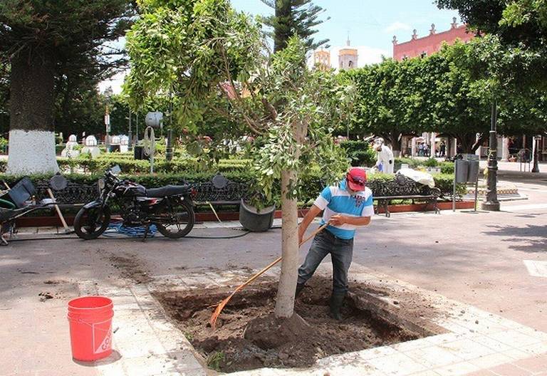 Retiran del Jardín Principal árbol de Laurel de la India - El Sol de  Irapuato | Noticias Locales, Policiacas, de México, Guanajuato y el Mundo