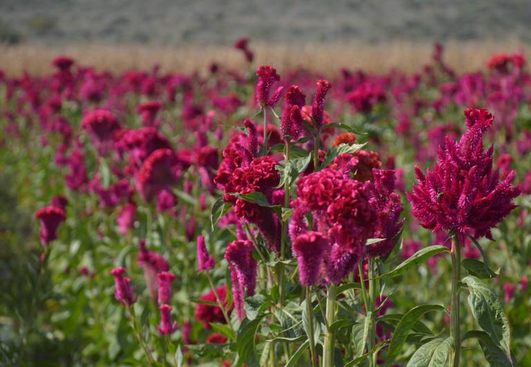 Pese a pandemia, se mantiene producción de flor de cempasúchil en  Guanajuato tradición Guanajuato - El Sol de Irapuato | Noticias Locales,  Policiacas, de México, Guanajuato y el Mundo