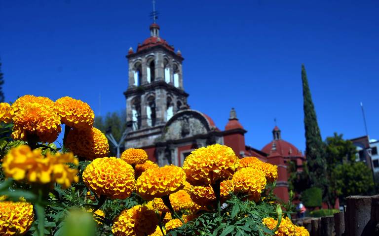 Cempasúchil, una flor orgullosamente mexicana - El Sol de Irapuato |  Noticias Locales, Policiacas, de México, Guanajuato y el Mundo