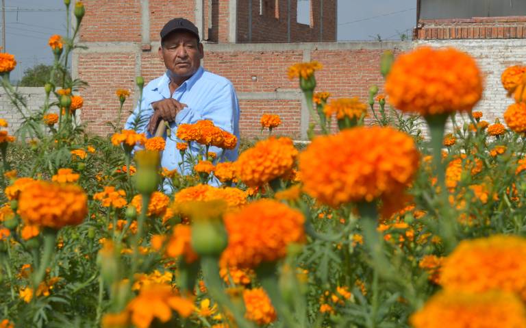 Pese a pandemia, se mantiene producción de flor de cempasúchil en  Guanajuato tradición Guanajuato - El Sol de Irapuato | Noticias Locales,  Policiacas, de México, Guanajuato y el Mundo