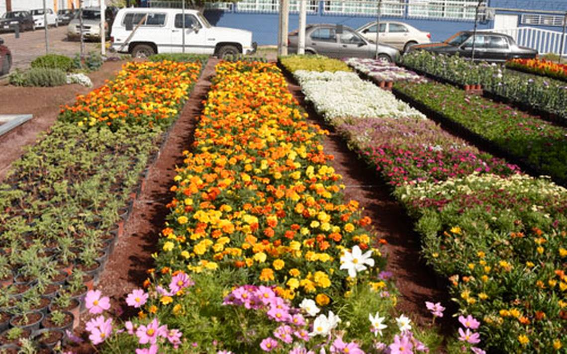 Inician ventas de flor de cempasúchil - El Sol de Irapuato | Noticias  Locales, Policiacas, de México, Guanajuato y el Mundo