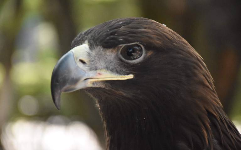 Preservarán águila real en el ZooIra - El Sol de Irapuato | Noticias  Locales, Policiacas, de México, Guanajuato y el Mundo